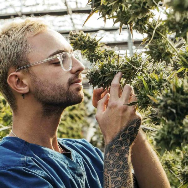 Guy smelling cannabis plant